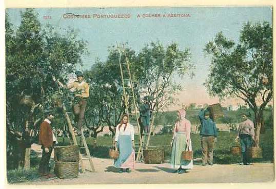 20Lis_444.jpg -     Lote:     444             Descrição:     Costumes. A colher a azeitona. Postal ilustrado circulado.         PI        Valor Base:     &euro; 15,00     Valor Venda:     &euro;      