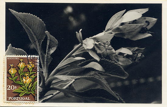 22Lis_0509.jpg -     Lote:    509            Portugal       Descrição:         1968 &mdash; Flores. Muschia Áurea. Lubrapex (Madeira). Postal ilustrado fotográfico com selo concordante de 20$00 CE1037, obliterados com carimbo de 1.º dia de circulação da Madeira (17.08.68).        PM       Valor Base:     &euro; 8,00     Valor Venda:     Retirado     