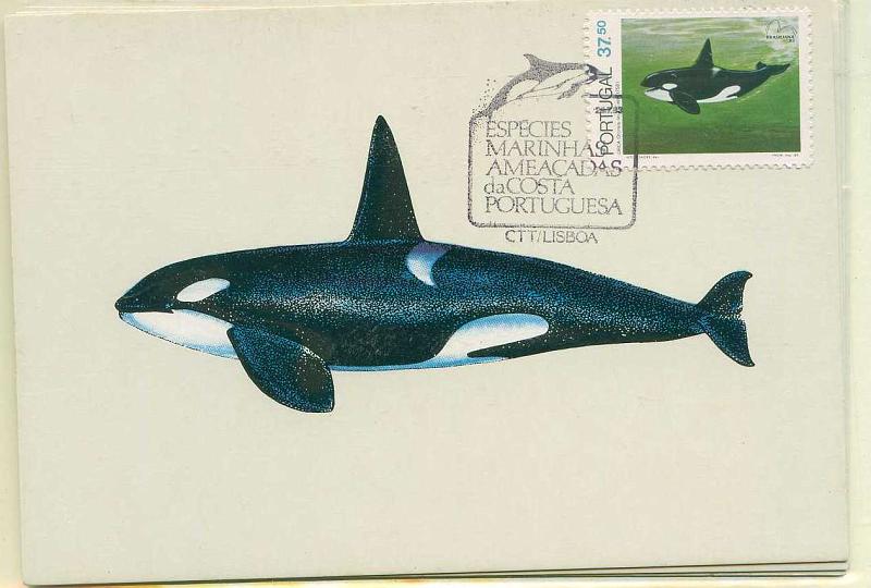22Lis_0529.jpg -     Lote:    529            Portugal       Descrição:         1983 &mdash; Espécies Marinhas Ameaçadas da Costa Portuguesa. Lote de 4 postais máximos, com a série, obliterados com carimbo do 1.º dia de circulação de Lisboa (29.07.1983).        PM       Valor Base:     &euro; 15,00     Valor Venda:     Retirado     