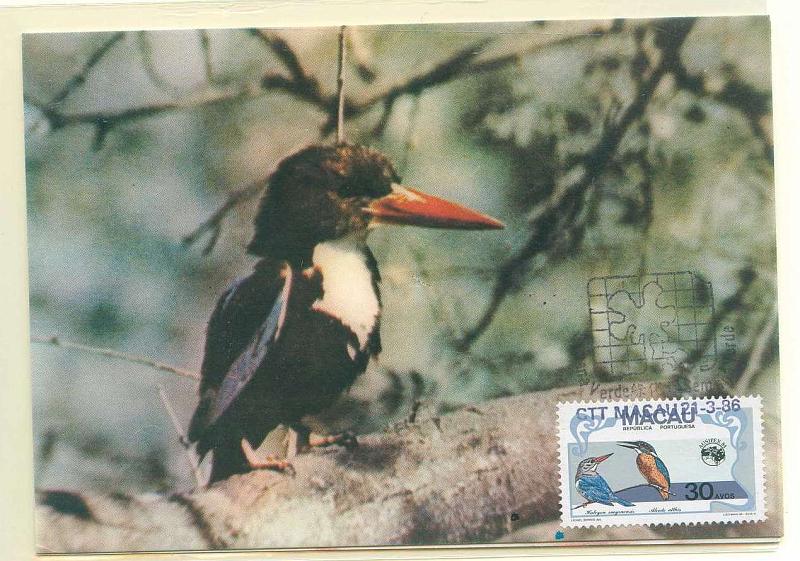 22Lis_0548.jpg -     Lote:    548            Macau       Descrição:         Aves Regionais. Dois postais máximos com selos de 30 e 50 avos, obliterados com carimbo comemorativo da Semana Verde de Macau (21.03.1986).        PM       Valor Base:     &euro; 10,00     Valor Venda:     Retirado     
