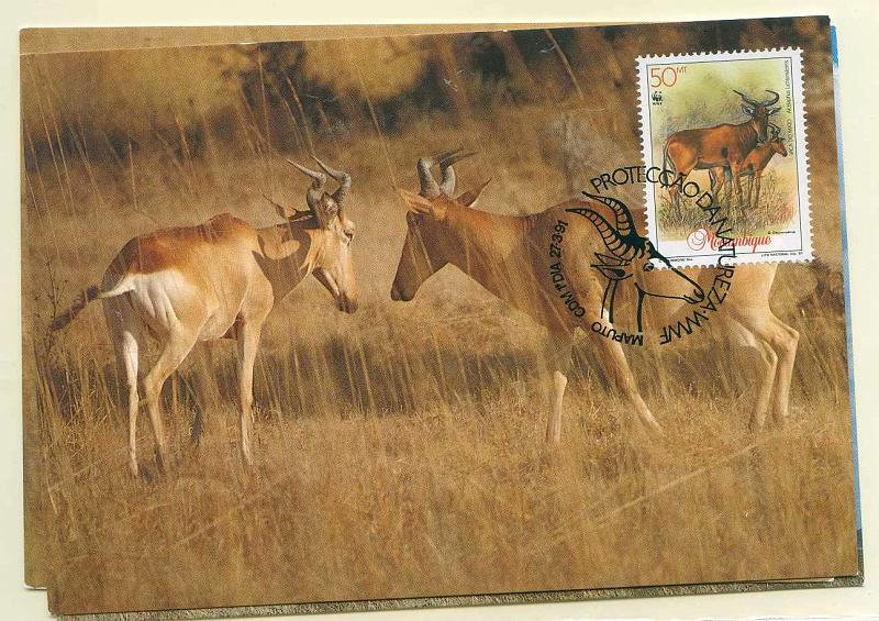 22Lis_0556.jpg -     Lote:    556            Moçambique       Descrição:         Moçambique. Fauna. Vaca do Mato. Lote de 3 postais ilustrados diferentes, com selos concordantes diferentes, obliterados com carimbo de 1.º dia de circulação do Maputo (27.03.1991).        PM       Valor Base:     &euro; 10,00     Valor Venda:     Retirado     