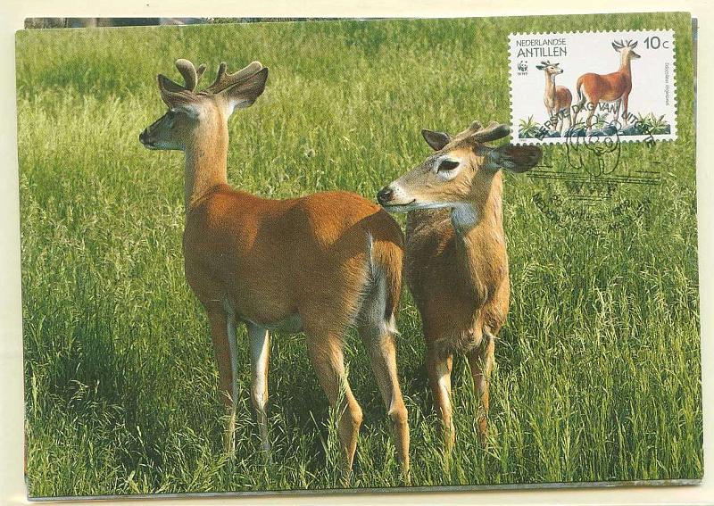 22Lis_0600.jpg -     Lote:    600            Estrangeiro       Descrição:      Antilhas Holandesas.   Fauna. White-tailed Deer. Lote de 4 postais ilustrados diferentes, com selos concordantes diferentes, obliterados com carimbo de 1.º dia de circulação  (29.01.1992).        PM       Valor Base:     &euro; 15,00     Valor Venda:     Retirado     