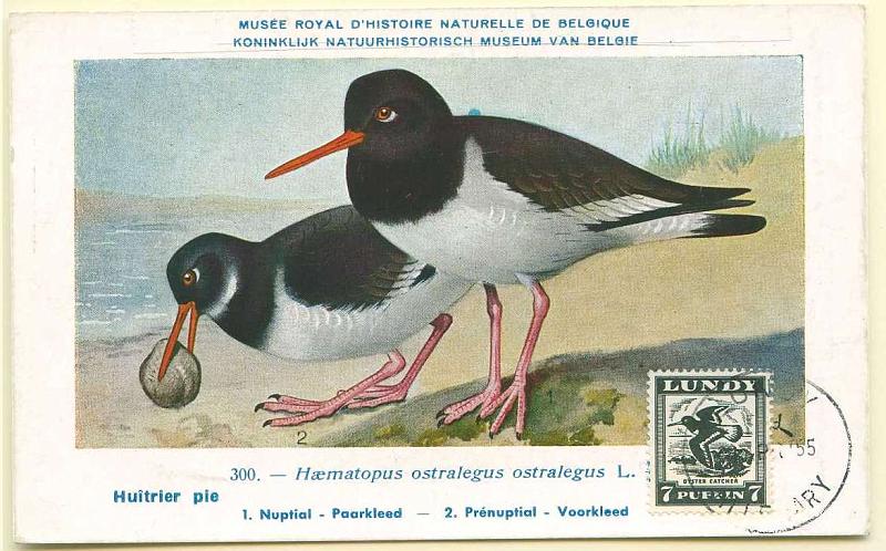 22Lis_0603.jpg -     Lote:    603            Estrangeiro       Descrição:      Reino de Lundy.   Aves. Oyester Catcher. Postal ilustrado com selo de 7p, obliterados com carimbo de Lundy, batido a preto (20.04.55).        PM       Valor Base:     &euro; 10,00     Valor Venda:     &euro; 20,00     