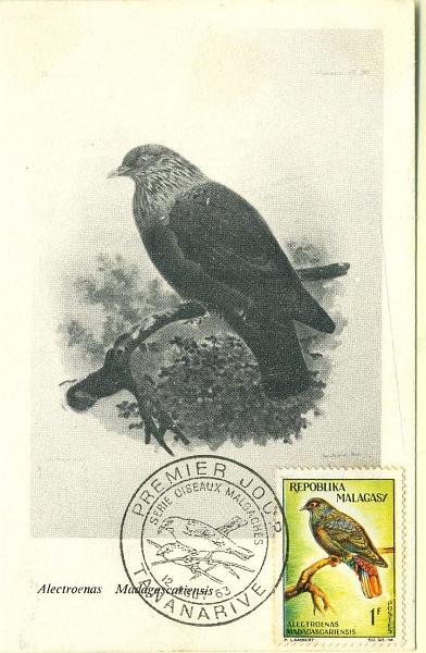 22Lis_0609.jpg -     Lote:    609            Estrangeiro       Descrição:      Madagáscar.   Aves. Pombo de Madagáscar. Postal ilustrado com selo de 1F, concordantes, obliterados com carimbo de 1.º dia de circulação de Tananarive (12.08.63). Raro.        PM       Valor Base:     &euro; 15,00     Valor Venda:     &euro; 16,00     