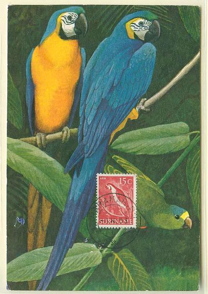 22Lis_0615.jpg -     Lote:    615            Estrangeiro       Descrição:      Suriname.   1956 &mdash; Fauna * Arara amazónica. Postal ilustrado com selo de 15c, obliterados com carimbo de Paramaribo (04.11.56).        PM       Valor Base:     &euro; 10,00     Valor Venda:     &euro; 24,00     