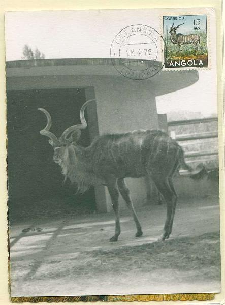 22Lis_2312.jpg -     Lote:    2312      Lotes pelo Correio              Descrição:         Fauna de Angola. 1953 &mdash; Animais de Angola. Lote de dois postais máximos com selos de $30 e 15 Ags., CE360 e 373 em postais ilustrados concordantes, obliterados com carimbos de Moçamedes e Luanda.        PM       Valor Base:     &euro; 10,00     Valor Venda:     &euro; 10,00     
