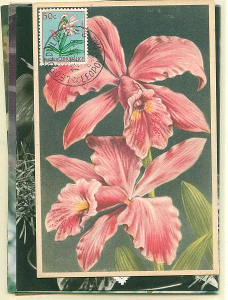 22Lis_2322.jpg -     Lote:    2322      Lotes pelo Correio              Descrição:         Flores. Lote de 5 postais máximos do tema Flores de diversos países: Congo Belga, Alemanha Oriental (2 diferentes), Brasil e S. Marino.        Lote       Valor Base:     &euro; 10,00     Valor Venda:     &euro; 16,00     