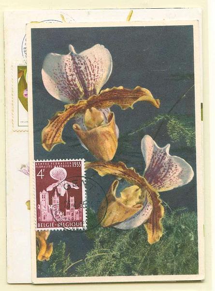 22Lis_2324.jpg -     Lote:    2324      Lotes pelo Correio              Descrição:         Flores. Orquídeas. Lote de 4 postais máximos do tema Flores de diversos países: Cuba (2 diferentes) Brasil e Bélgica).        Lote       Valor Base:     &euro; 10,00     Valor Venda:     Retirado     