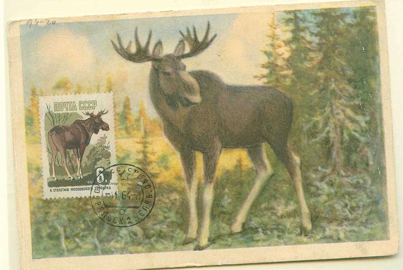 22Lis_2345.jpg -     Lote:    2345      Lotes pelo Correio              Descrição:      Rússia.   1964. Fauna. Alce siberiano. Postal ilustrado com selo concordante, obliterado com carimbo datado de (11.64).        PM       Valor Base:     &euro; 3,00     Valor Venda:     Retirado     