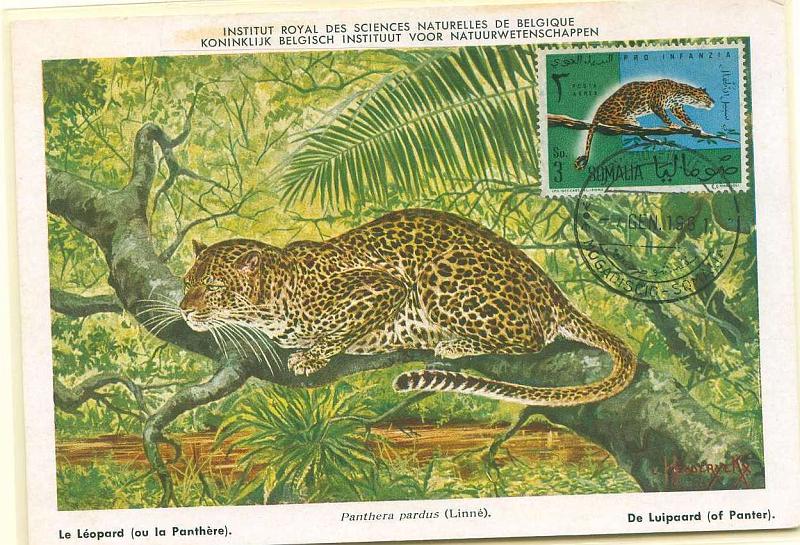 22Lis_2348.jpg -     Lote:    2348      Lotes pelo Correio              Descrição:      Somália.   1961 &mdash; Fauna * Leopardo. Postal ilustrado com selos de 3.00, obliterados com carimbo de Mogadíscio (07.01.1961).        PM       Valor Base:     &euro; 10,00     Valor Venda:     Retirado     