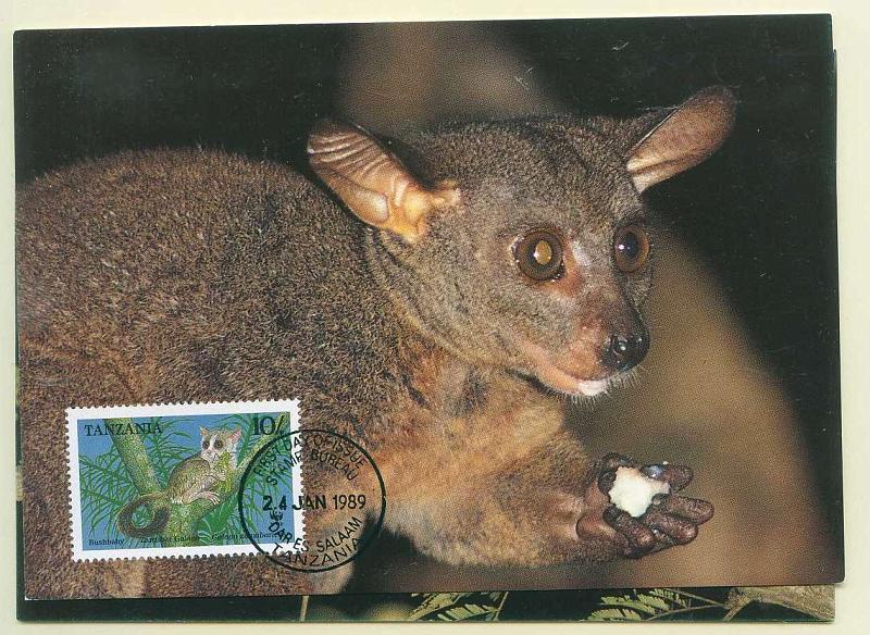 22Lis_2350.jpg -     Lote:    2350      Lotes pelo Correio              Descrição:      Tanzânia.   Fauna. Galago. Lote de 3 postais ilustrados com três espécies de Galagos, com selos concordantes diferentes, obliterados com carimbo de 1.º dia de circulação de Dar-Es-Salem (24.01.1989),        PM       Valor Base:     &euro; 15,00     Valor Venda:     Retirado     