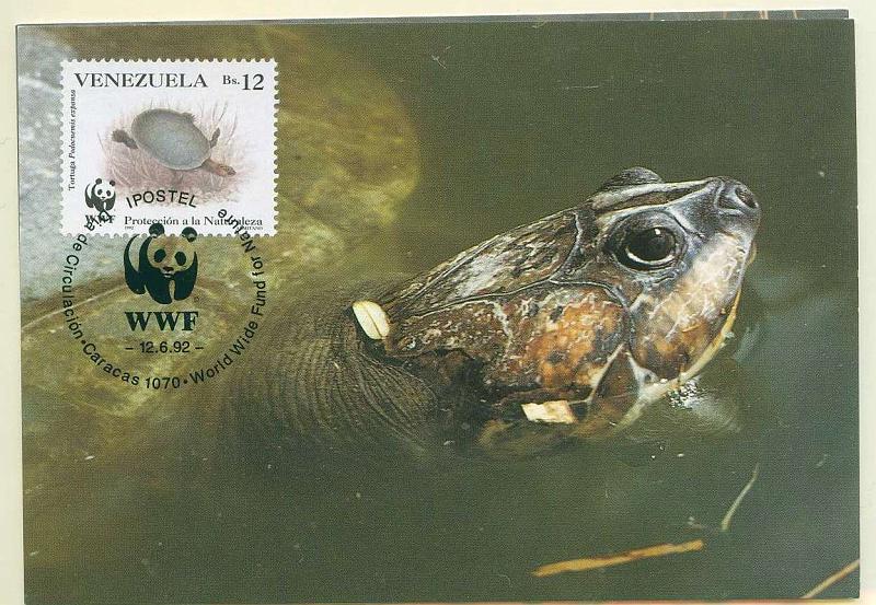 22Lis_2351.jpg -     Lote:    2351      Lotes pelo Correio              Descrição:      Venezuela.   Fauna. Tartaruga. Lote de dois postais ilustrados diferentes, com selos concordantes diferentes, obliterados com carimbo de 1.º dia de circulação de Caracas (12.06.1992).        PM       Valor Base:     &euro; 6,00     Valor Venda:     Retirado     