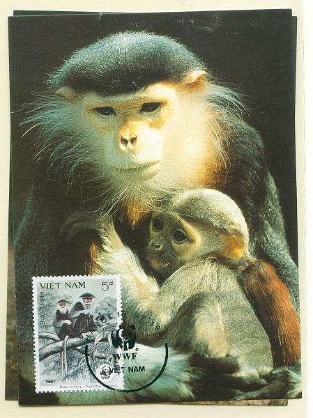 22Lis_2353.jpg -     Lote:    2353      Lotes pelo Correio              Descrição:      Vietname.   Fauna. Macacos. Lote de dois postais ilustrados diferentes, com selos concordantes diferentes, obliterados com carimbo de 1.º dia de circulação de Hanoi (15.07.1987).        PM       Valor Base:     &euro; 6,00     Valor Venda:     Retirado     