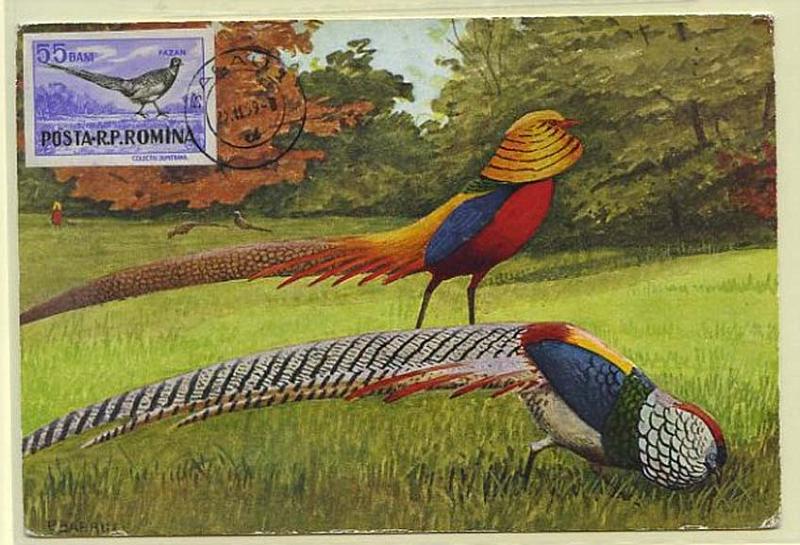 23Lis_0618.jpg -     Lote:    618            Estrangeiro       Descrição:      Roménia   . Fauna * Faisão. Postal ilustrado com faisão dourado, com selo concordante de 55 Bam (1959) obliterados com carimbo de Bacau 1 (23.11.59).        PM       Valor Base:     &euro; 6,00     Valor Venda:     Retirado     