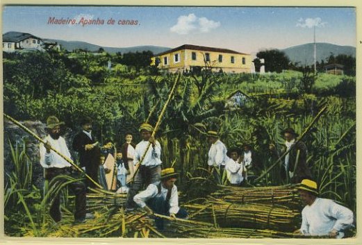 23Lis_0655.jpg -     Lote:    655                   Descrição:         Temáticos. Costumes. Madeira. Apanha de canas. Novo.        PI       Valor Base:     &euro; 7,00     Valor Venda:     &euro; 7,00     