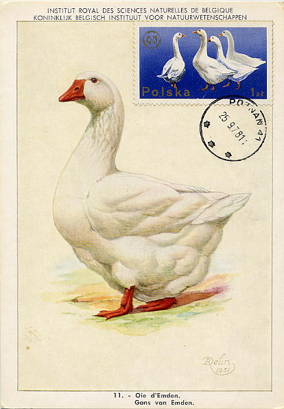 23Lis_2245.jpg -     Lote:    2245      Lotes pelo Correio              Descrição:      Polónia.   1981 &mdash; Ganso de Emden. Postal ilustrado com selo concordante de 1zt azul, obliterado com carimbo ordinário de Poznan (25.09.81).        PM       Valor Base:     &euro; 3,00     Valor Venda:     &euro; 8,00     