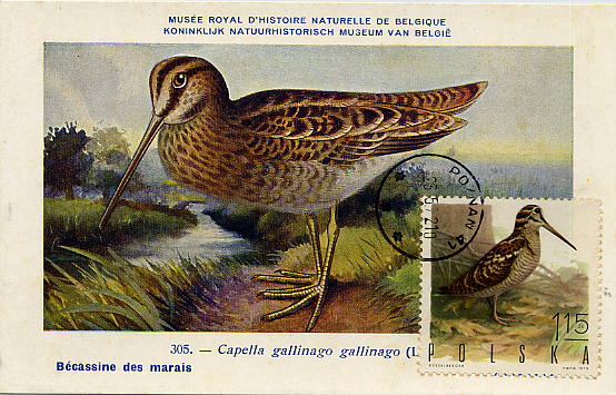 23Lis_2247.jpg -     Lote:    2247      Lotes pelo Correio              Descrição:      Polónia.   1972 &mdash; Capella gallinagro. Postal ilustrado com selo concordante de 1,15zt, obliterado com carimbo ordinário de Poznan (23.05.72).        PM       Valor Base:     &euro; 3,00     Valor Venda:     &euro; 8,00     