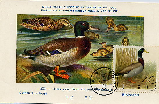 23Lis_2248.jpg -     Lote:    2248      Lotes pelo Correio              Descrição:      Polónia.   1972 &mdash; Anãs platyrhyncha. Postal ilustrado com selo concordante de 4,40zt, obliterado com carimbo ordinário de Poznan (23.05.72).        PM       Valor Base:     &euro; 3,00     Valor Venda:     &euro; 8,00     