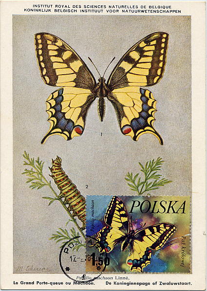 23Lis_2251.jpg -     Lote:    2251      Lotes pelo Correio              Descrição:         Temáticos &mdash; Borboletas. Lote de 5 postais máximos (3 de Angola, 1 do Luzemburgo e 1 da Polónia) concordantes. Lote a ver.        PM       Valor Base:     &euro; 6,00     Valor Venda:     &euro; 10,00     