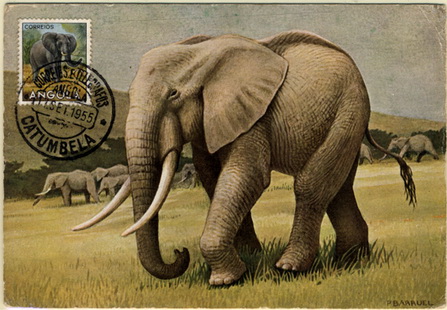 24Lis0904.jpg -     Lote:    904                   Descrição:      Angola * Fauna de Angola. Rinoceronte de África.   Postal ilustrado concordante com selo de $20 Animais da Angola CE 357, obliterados com carimbo da Catumbela (15.09.55).        PM       Valor Base:     &euro; 10,00     Valor Venda:     &euro; 16,00     