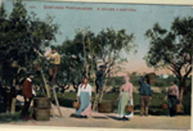 24Lis2341.jpg -     Lote:    2341      Lotes pelo Correio              Descrição:         Temáticos &mdash; Costumes. "A colher a Azeitona". Novo.        PI       Valor Base:     &euro; 6,00     Valor Venda:     Retirado     
