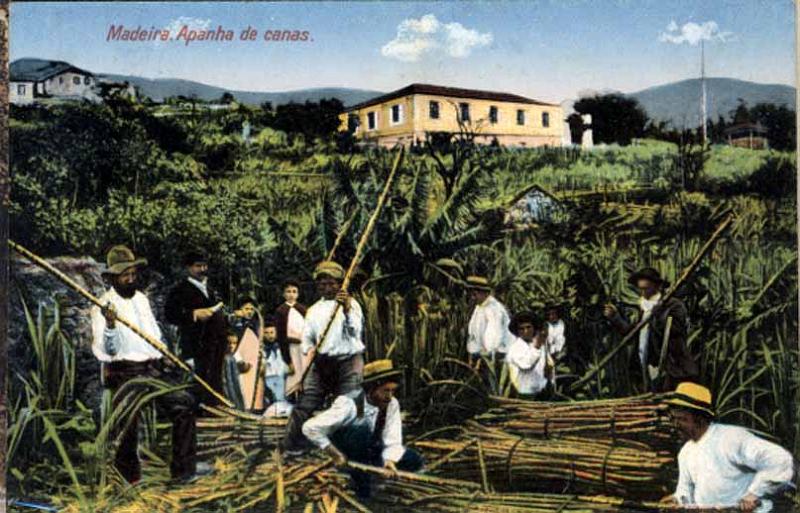 24Lis2347.jpg -     Lote:    2347      Lotes pelo Correio              Descrição:         Madeira &mdash; Lote de 3 postais ilustrados: Apanha das canas (colorido); "Mount-Funicular Railway" e "Bullock Car".        PI       Valor Base:     &euro; 10,00     Valor Venda:     &euro; 10,00     