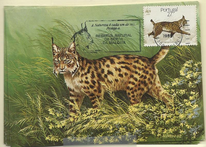 0585.jpg -     Lote:    585                   Descrição:         Lince Ibérico * WWF. CE1829/1832. Lote de 4 postais máximos, um por cada selo da série, obliterados com marca de dia de Castelo Branco e Carda.        PM       Valor Base:     &euro; 8,00     Valor Venda:     &euro; 8,00     