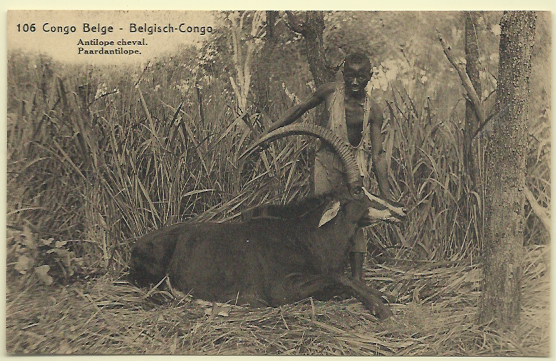 1805.jpg -     Lote:    1805                   Descrição:      Congo Belga.   1909 &mdash; Emissão base com legenda "CONGO BELGA". Yv18, 15C verde. Inteiro postai ilustrado (Antílope Cheval).        IN       Valor Base:     &euro; 10,00     Valor Venda:     Retirado     