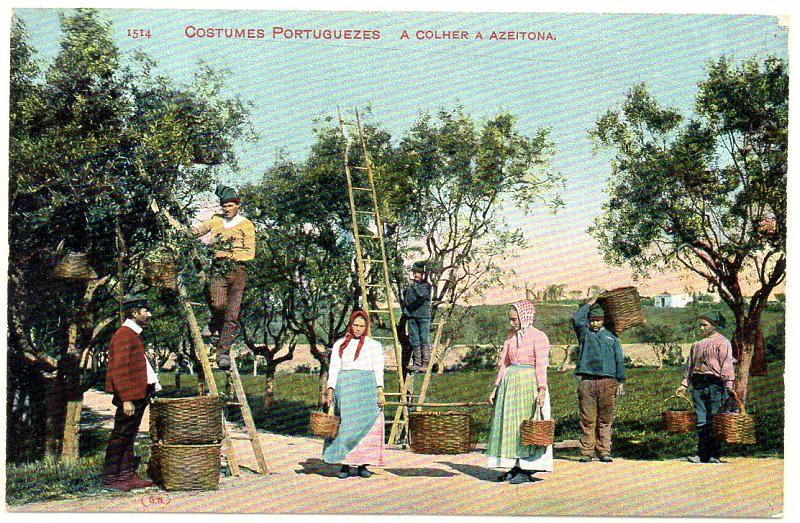 2158.jpg -     Lote:    2158      Lotes pelo Correio              Descrição:         Costumes portugueses * Colheita de azeitona. Novo.        PI       Valor Base:     &euro; 7,00     Valor Venda:     Retirado     