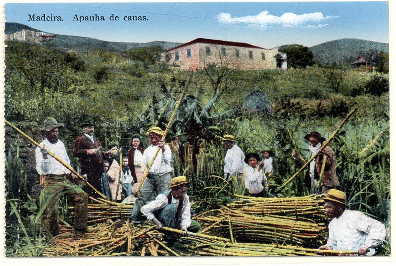 2160.jpg -     Lote:    2160      Lotes pelo Correio              Descrição:         Costumes portugueses * Madeira, apanha das canas. Novo.        PI       Valor Base:     &euro; 5,00     Valor Venda:     Retirado     