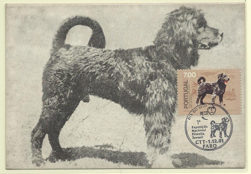 0616.jpg -     Lote:    616                   Descrição:         Cães de raça Portugueses * Cão de Água. Postal ilustrado concordante com selo de 7$00 CE1510, com carimbo comemorativo de Faro (01.12.81). Triplo.         PM       Valor Base:     &euro; 4,00     Valor Venda:     &euro;      