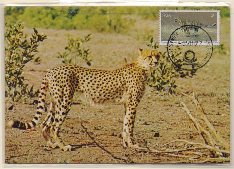 1913.jpg -     Lote:    1913      Lotes pelo Correio              Descrição:         África do Sul. Fauna. Lote com 3 postais máximos.         PM       Valor Base:     € 8,00     Valor Venda:     Retirado     