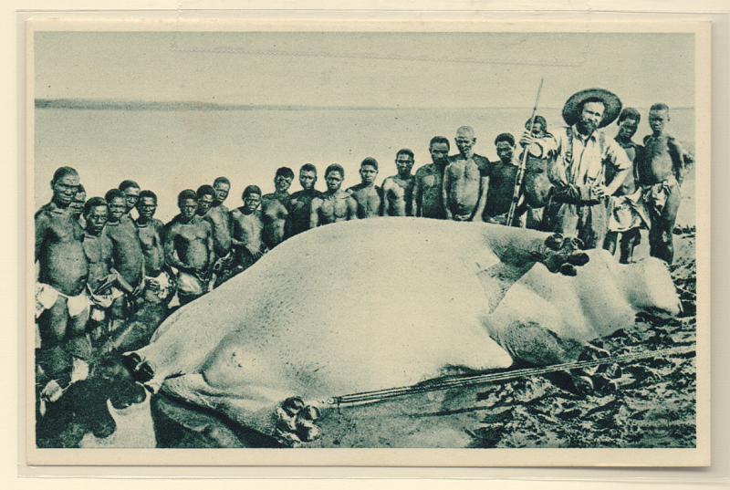 1958.jpg -     Lote:    1958      Lotes pelo Correio              Descrição:         Temática Caça e Pesca. "A Caça ao Hipopótamo, em Chupanga". Novo.         PI       Valor Base:     &euro; 15,00     Valor Venda:     &euro; 15,00       