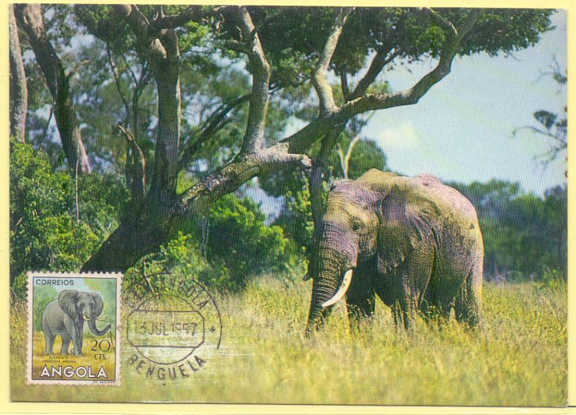1782.jpg -     Lote:    1782      Lotes pelo Correio             Descrição:         Elefante * Angola. Postal ilustrado concordante com selo de $20 CE357, obliterado com carimbo de Benguela (13.07.57).        PM       Valor Base:     &euro; 8,00     Valor Venda:     &euro; 8,00     