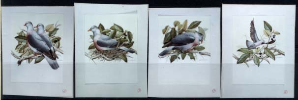 1058.jpg -     Lote:    1058            Portugal       Descrição:         1991 &mdash; Protecção da Natureza (Pombo trocaz). Madeira. Lote de 4 provas fotográficas a cores dos motivos, sem impressão das legendas.         PRV       Valor Base:     &euro; 10,00     Valor Venda:     &euro; 22,00     