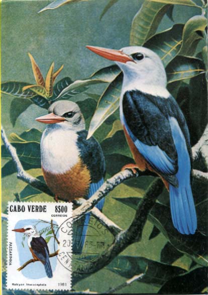 2429.jpg -     Lote:    2429      Lotes pelo Correio              Descrição:      República de Cabo Verde.   1981 - Aves de Cabo Verde. Lote de 6 postais máximos, um por cada selo da série, obliterados com marca de dia da Praia (20.09.83).        PM       Valor Base:     &euro; 8,00     Valor Venda:     &euro; 14,00     