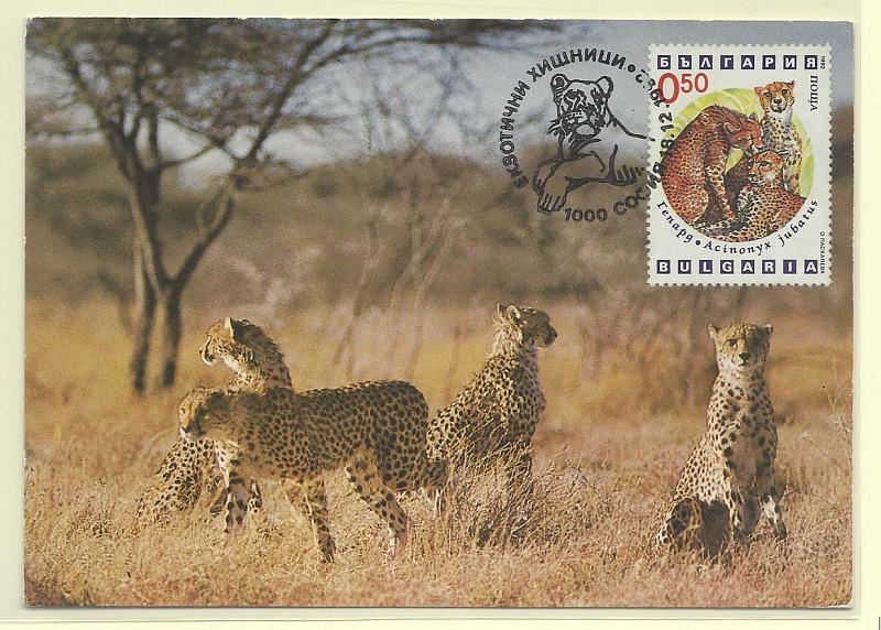 1874.jpg -     Lote:    1874      Lotes pelo Correio              Descrição:      Bulgária.   Chita (jubatas). Postal ilustrado concordante com selo de 0,50, obliterados com carimbo de 1.º dia de circulação (triplo) de Sofia (18.12.92).        PM       Valor Base:     &euro; 4,00     Valor Venda:     Retirado     