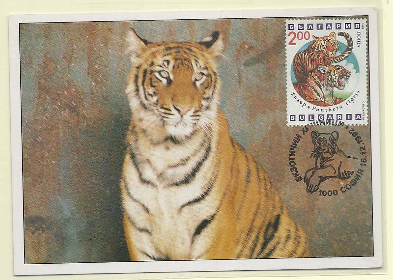 1875.jpg -     Lote:    1875      Lotes pelo Correio              Descrição:      Bulgária.   Tigre de bengala (P. tigris). Postal ilustrado concordante com selo de 2,00, obliterados com carimbo de 1.º dia de circulação (triplo) de Sofia (18.12.92).        PM       Valor Base:     &euro; 4,00     Valor Venda:     Retirado     