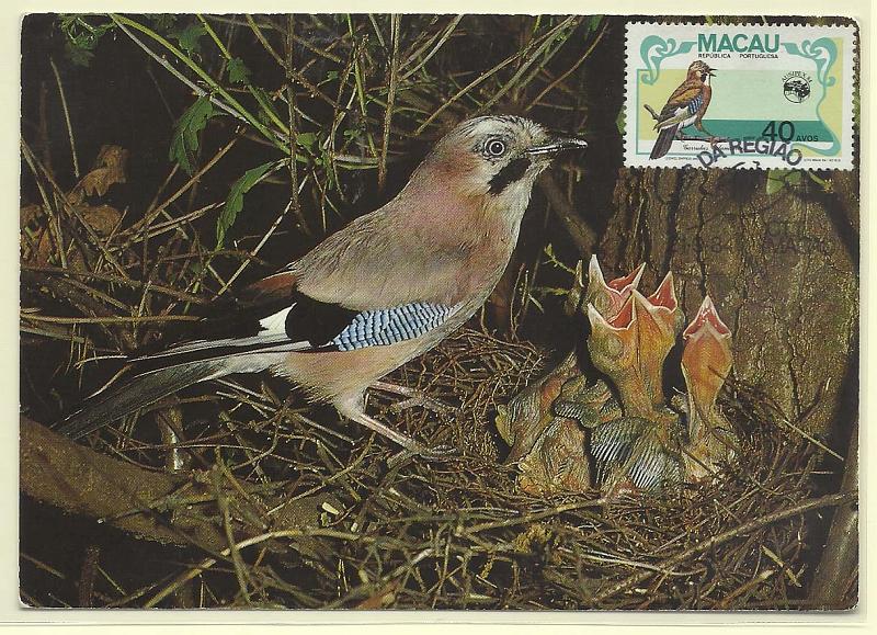 1904.jpg -     Lote:    1904      Lotes pelo Correio              Descrição:      Macau.   Aves da região. Gaio (garrulusglandarius). Postal ilustrado concordante com selo de 40 avos CE497 com carimbo de 1.º dia de Macau (21.09.84).        PM       Valor Base:     &euro; 5,00     Valor Venda:     &euro; 8,00       