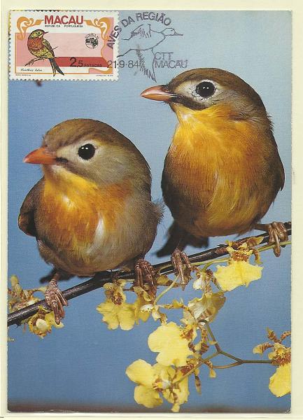 1906.jpg -     Lote:    1906      Lotes pelo Correio              Descrição:      Macau.   Aves da região. Rouxinol de pequim (Leiathoiselurtea). Postal ilustrado concordante com selo de 2,50P CE500 com carimbo de 1.º dia de Macau (21.09.84).        PM       Valor Base:     &euro; 10,00     Valor Venda:     &euro; 13,00       
