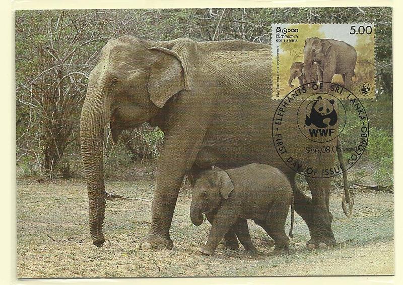 1908.jpg -     Lote:    1908      Lotes pelo Correio              Descrição:      Sri Lanka.   Elefante indiano. Postal ilustrado concordante com selo de 5.00 (par), obliterados com carimbo de 1.º dia de circulação de Colombo (05.08.05).        PM       Valor Base:     &euro; 12,00     Valor Venda:     Retirado     